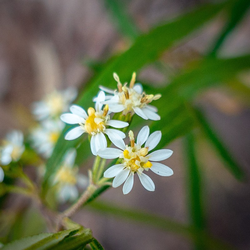 Olearia viscidula photo 4