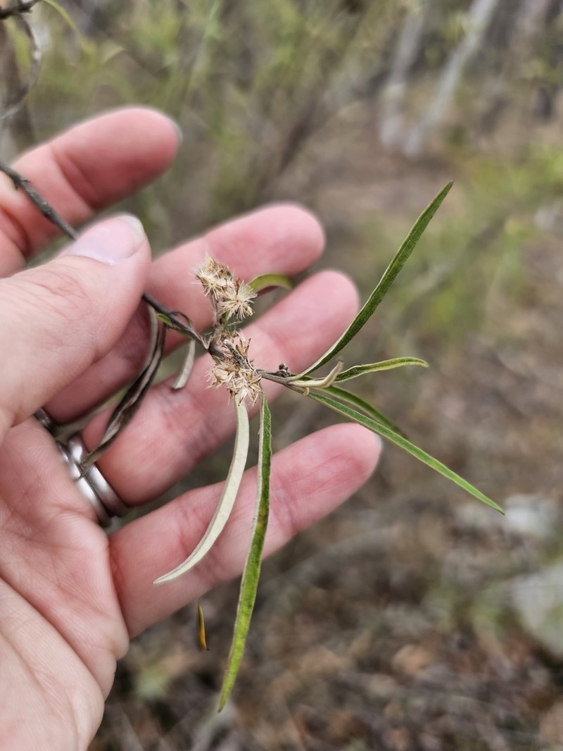 Olearia viscidula photo 5