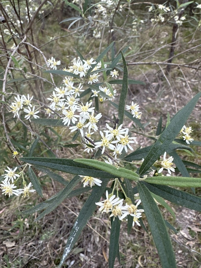 Olearia viscidula photo 6