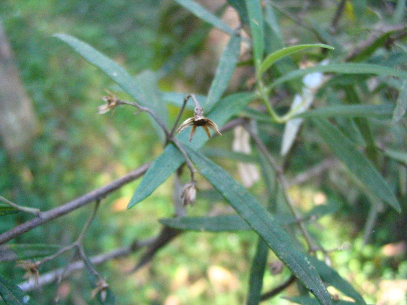 Olearia viscidula photo 7