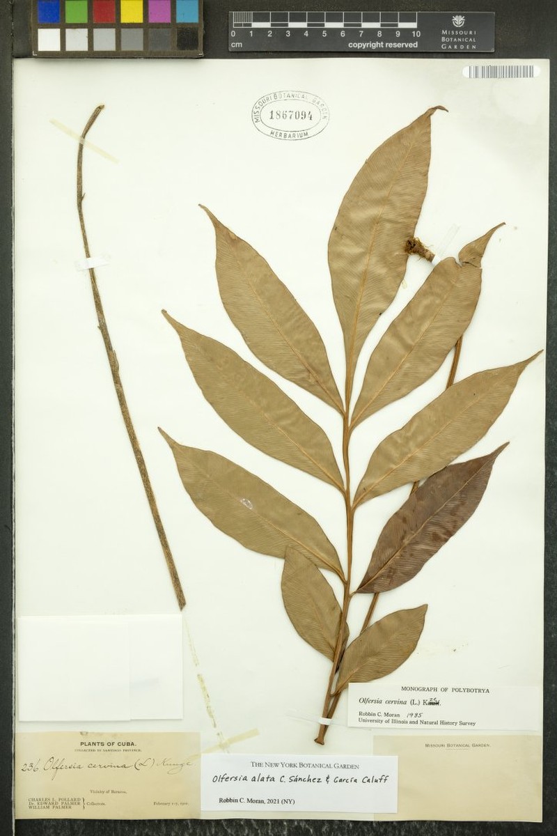 Olfersia alata