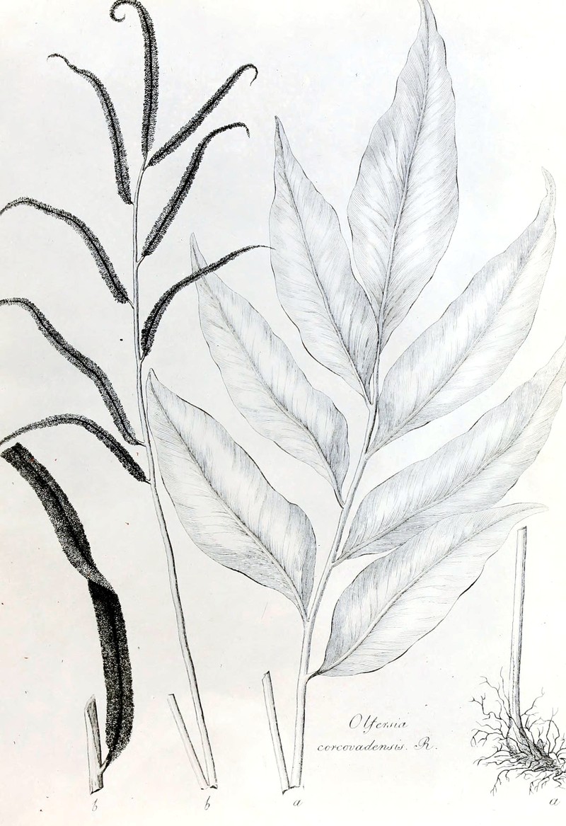 Woodland Islandfern photo 4
