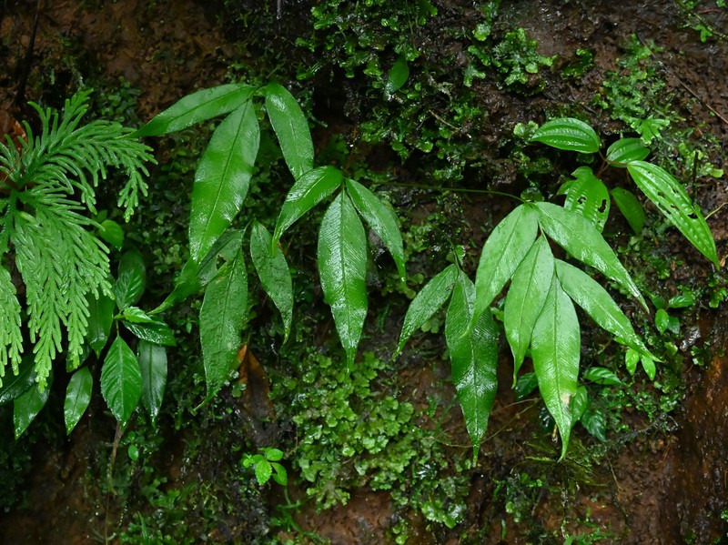 Woodland Islandfern photo 2
