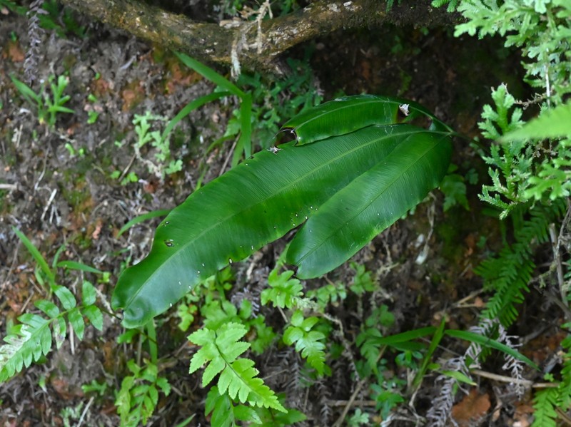 Woodland Islandfern photo 3