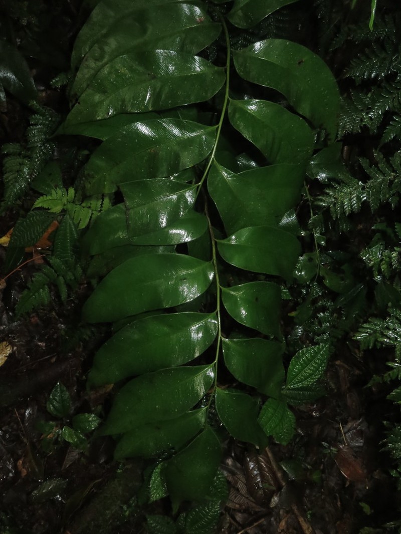 Woodland Islandfern