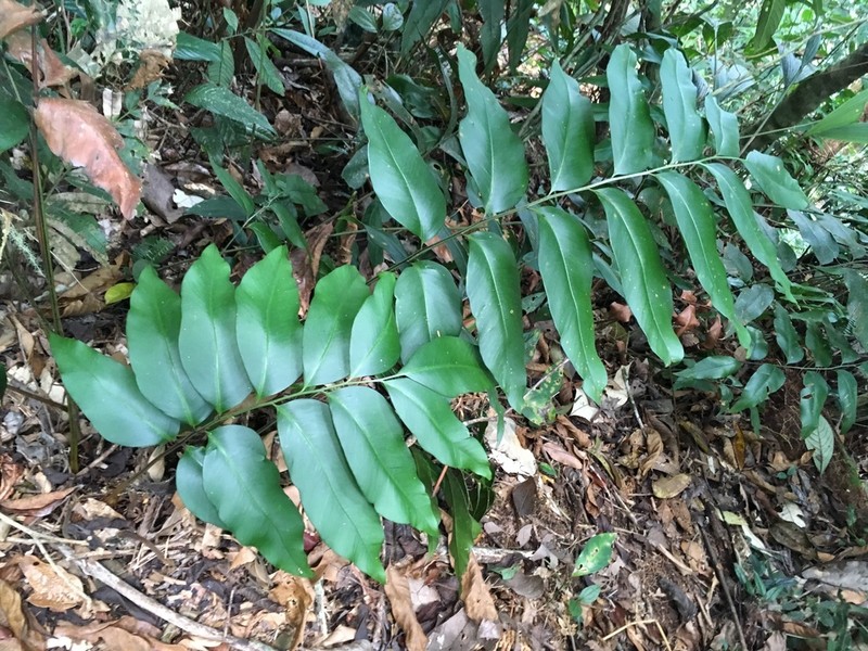 Woodland Islandfern photo 2