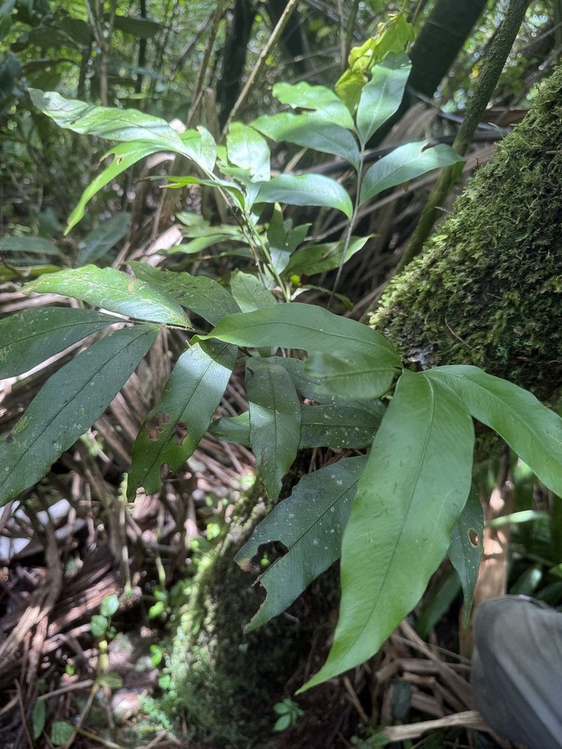 Woodland Islandfern photo 3