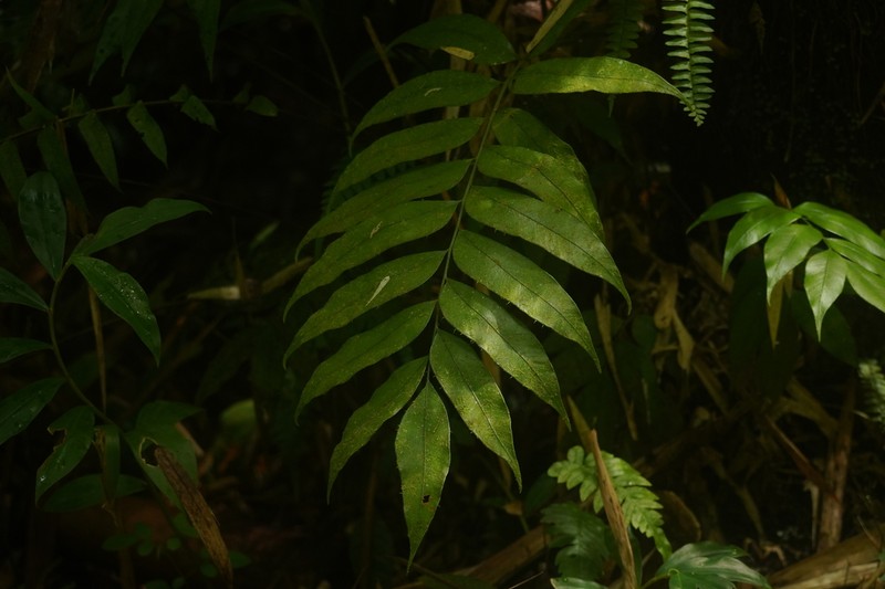 Woodland Islandfern photo 4