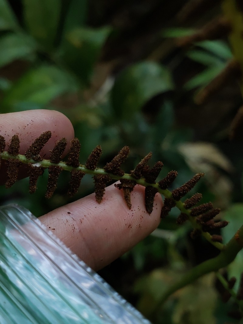 Woodland Islandfern photo 5