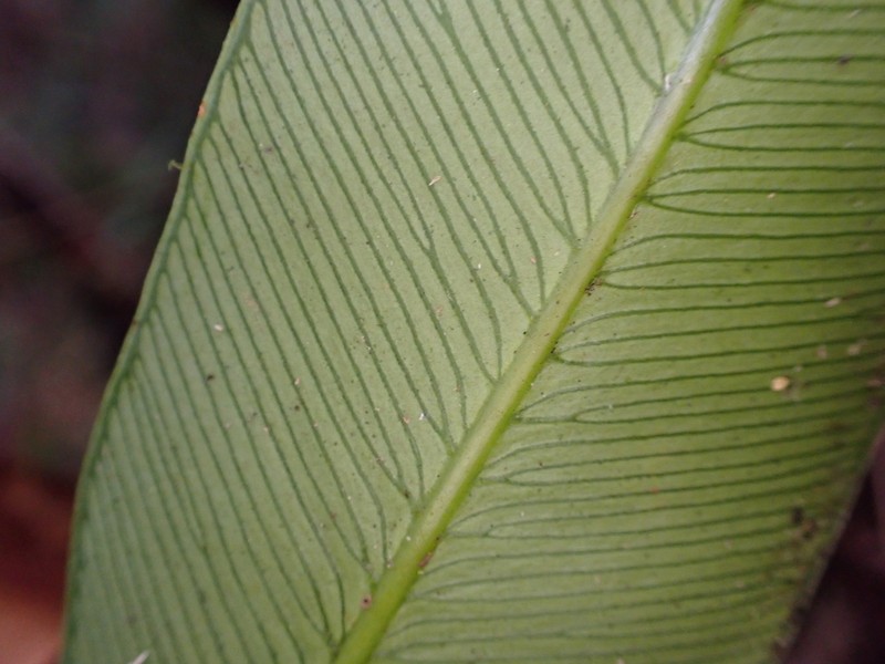 Woodland Islandfern photo 6