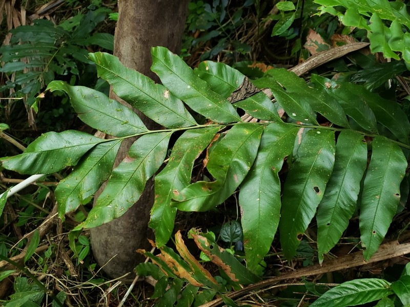 Woodland Islandfern photo 7