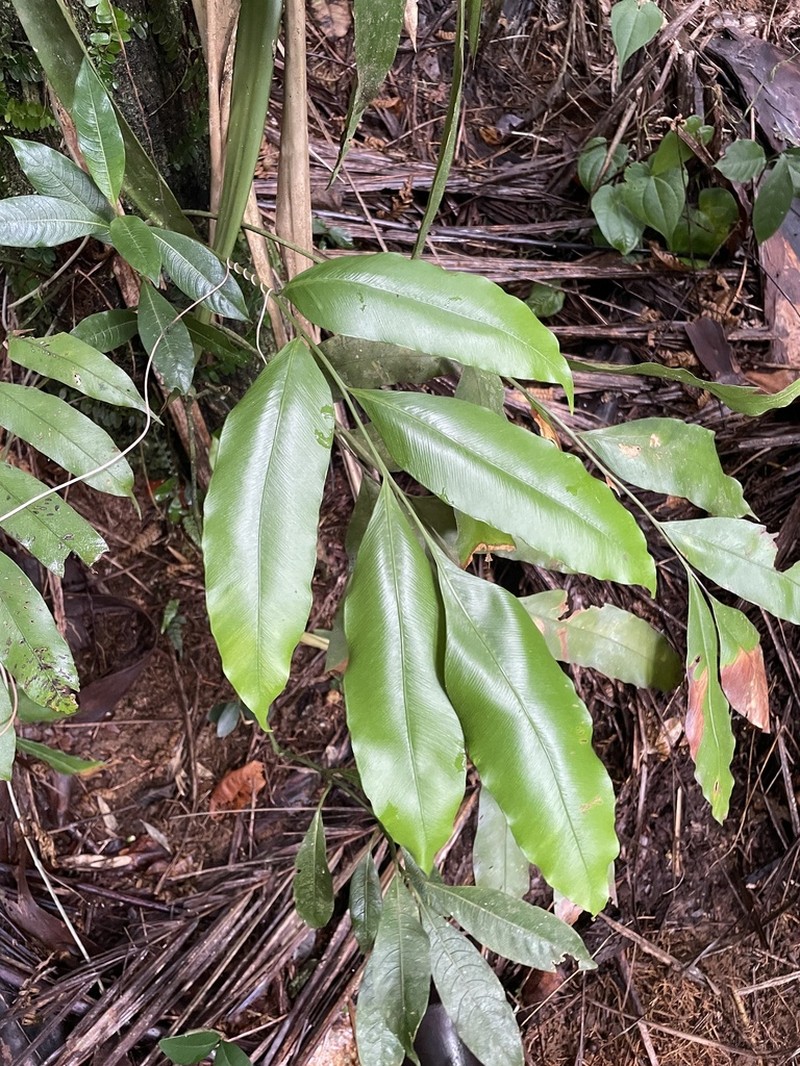 Woodland Islandfern photo 8