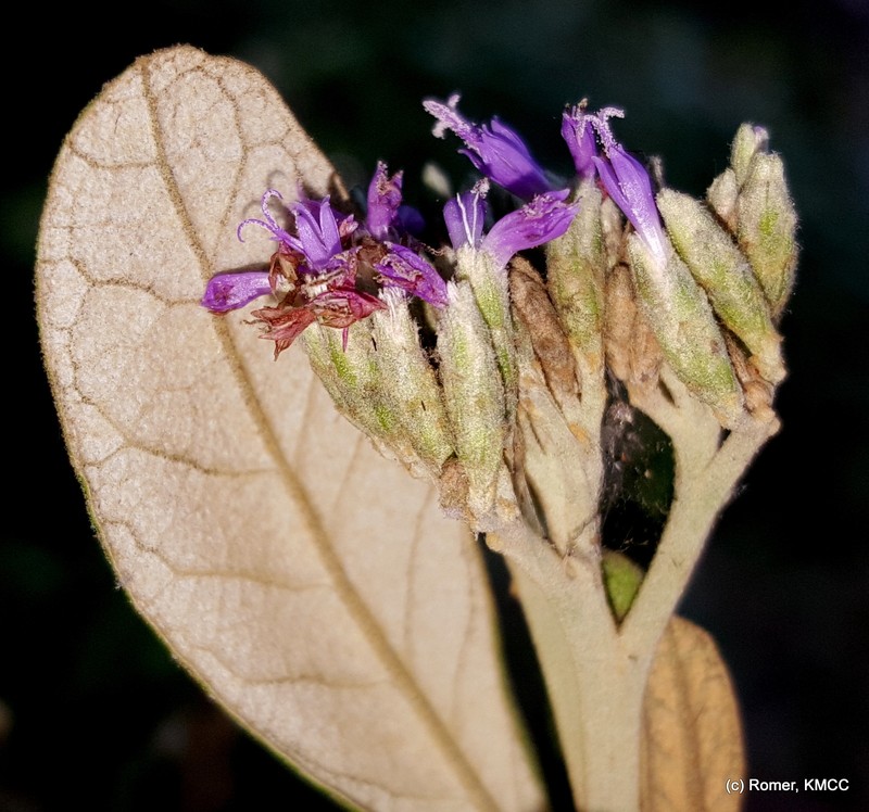 Oliganthes triflora photo 2