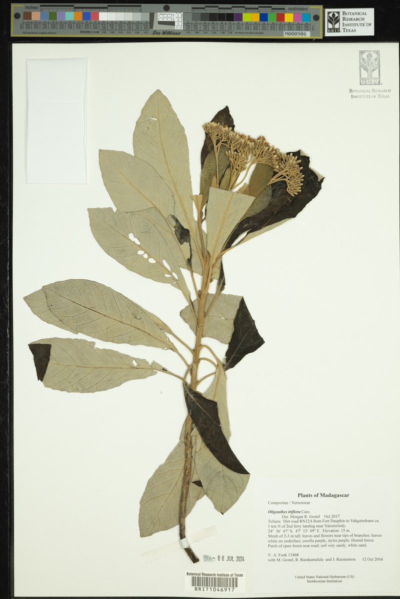 Oliganthes triflora photo 3