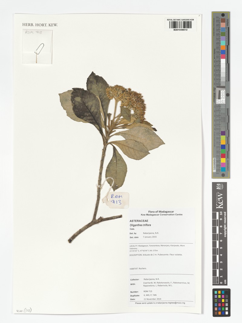 Oliganthes triflora photo 4