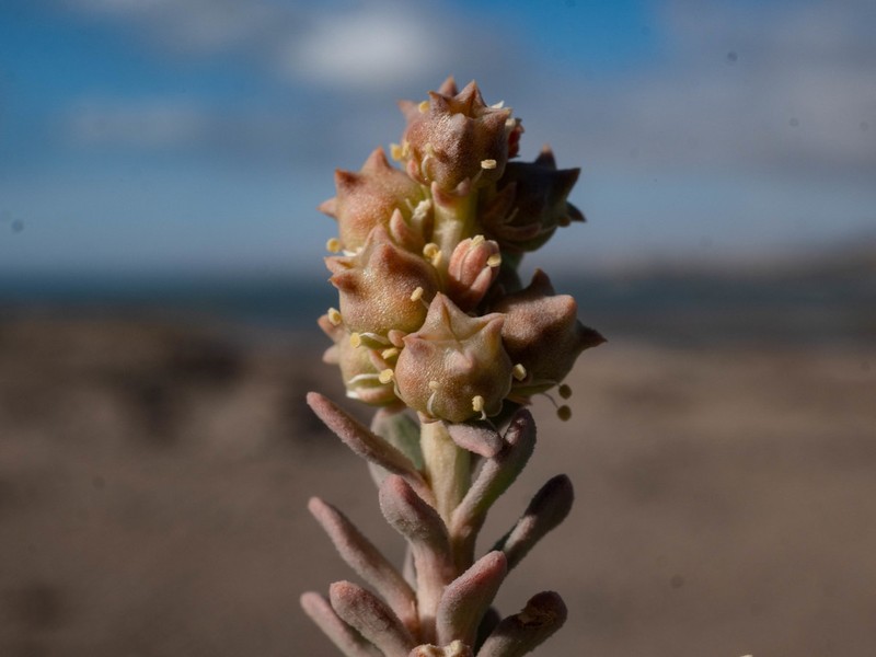Oligomeris dipetala