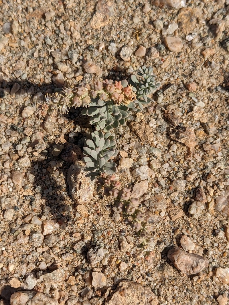 Oligomeris dipetala photo 2