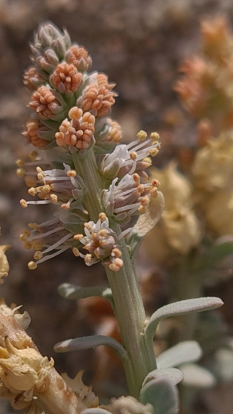 Oligomeris dipetala photo 3