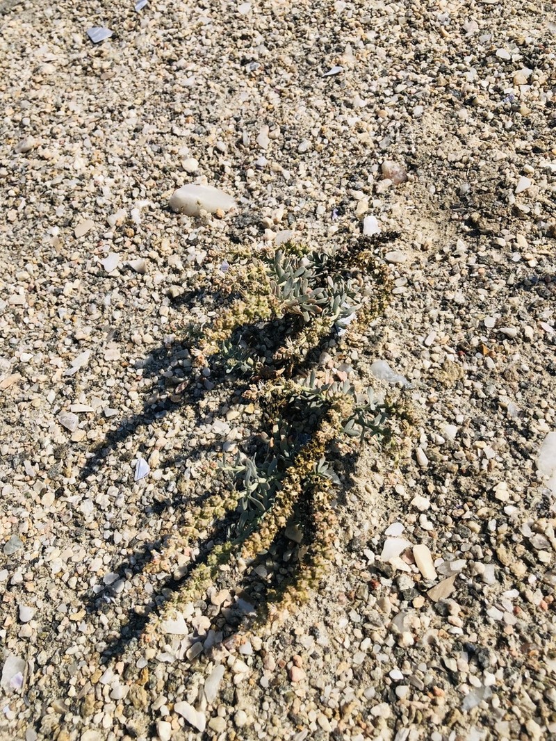 Oligomeris dipetala photo 4