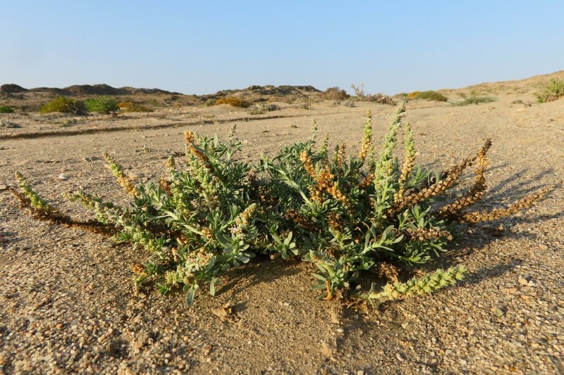 Oligomeris dipetala photo 5