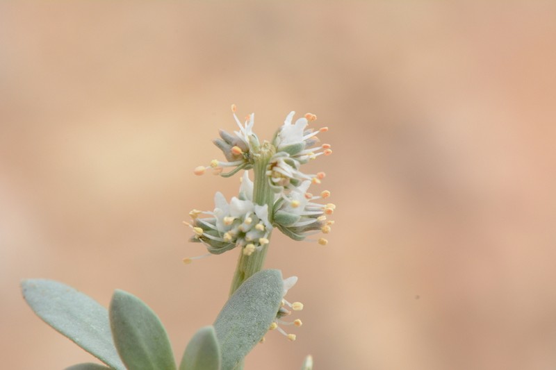 Oligomeris dipetala photo 7