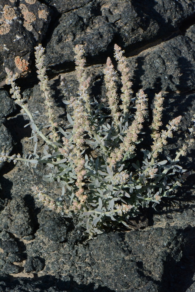 Oligomeris dipetala photo 8