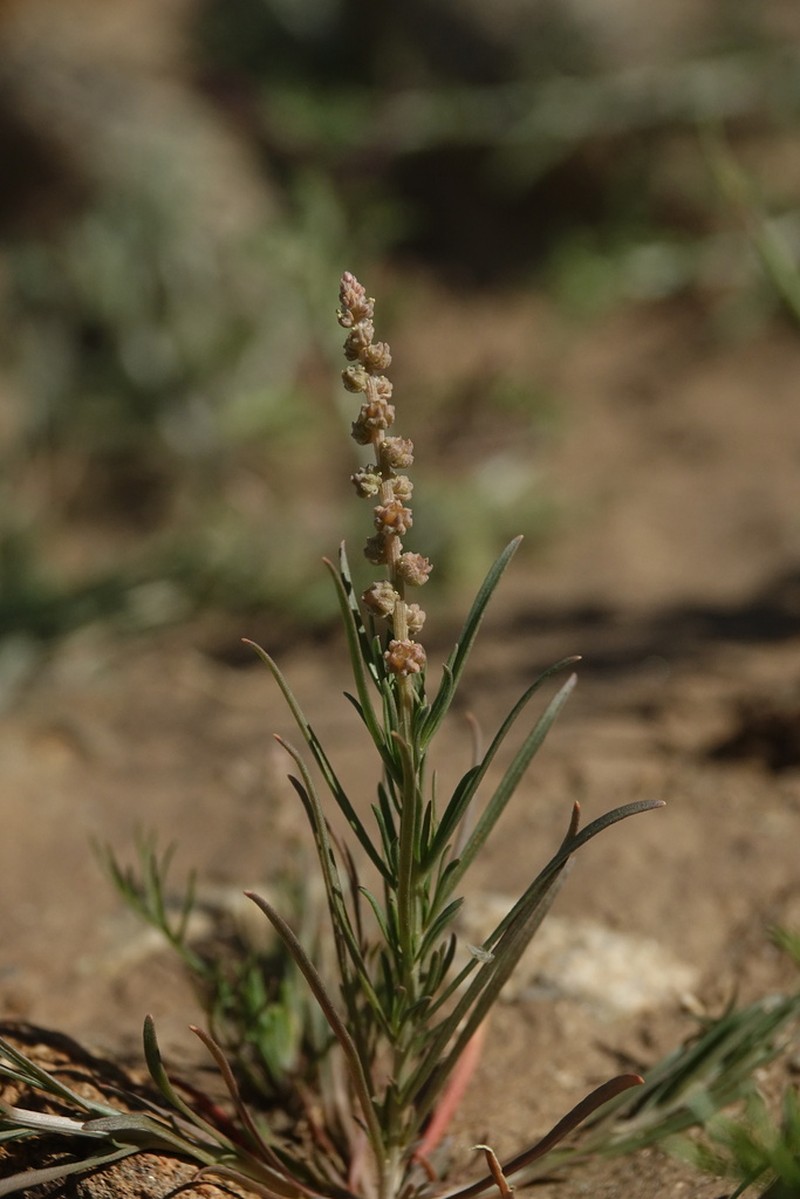 Lineleaf Whitepuff photo 2