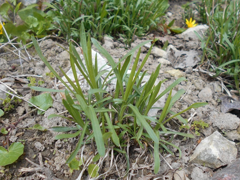 Prairie Goldenrod photo 2