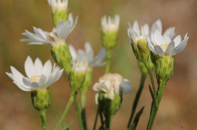 Prairie Goldenrod photo 5