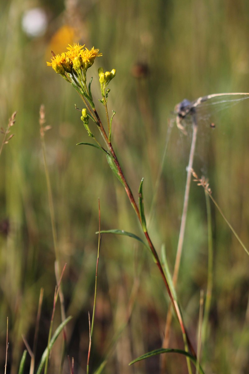 Houghton's Goldenrod photo 2