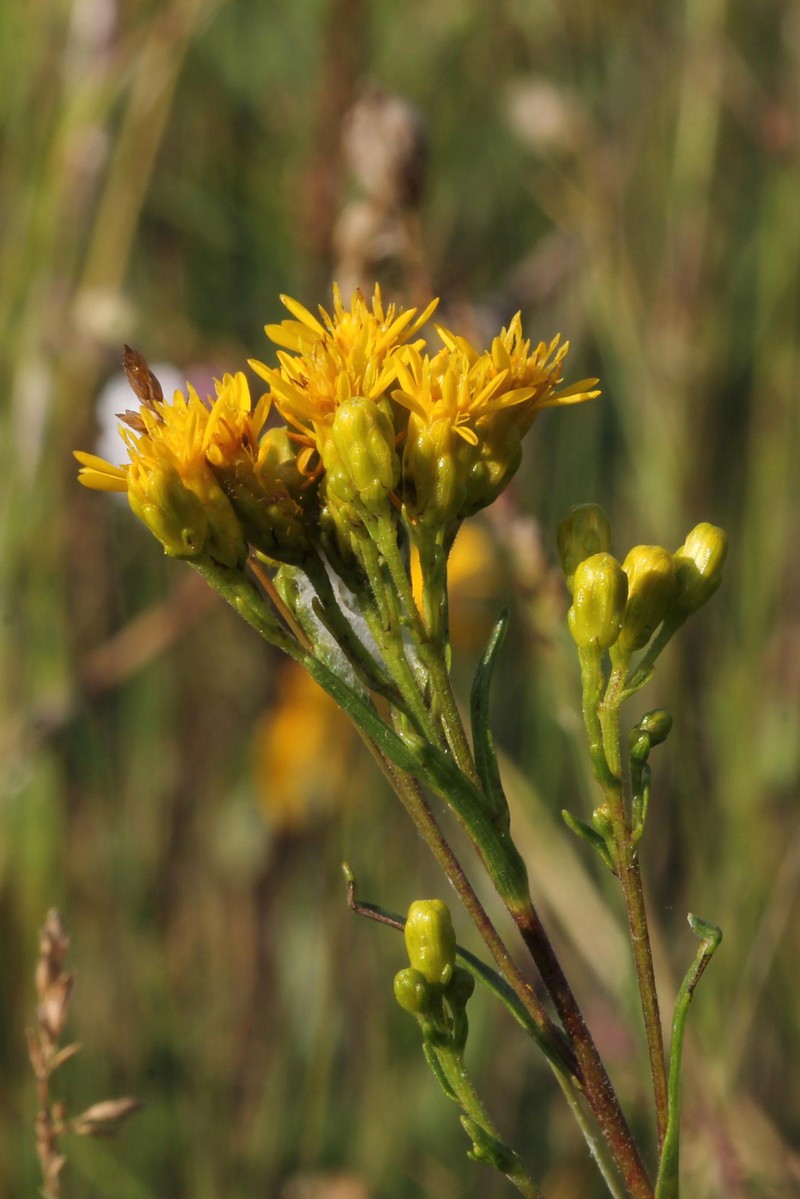 Houghton's Goldenrod photo 3