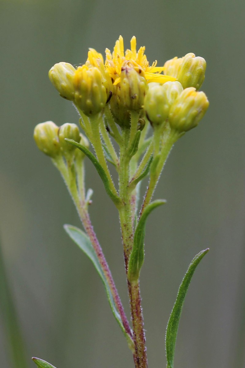 Houghton's Goldenrod photo 4