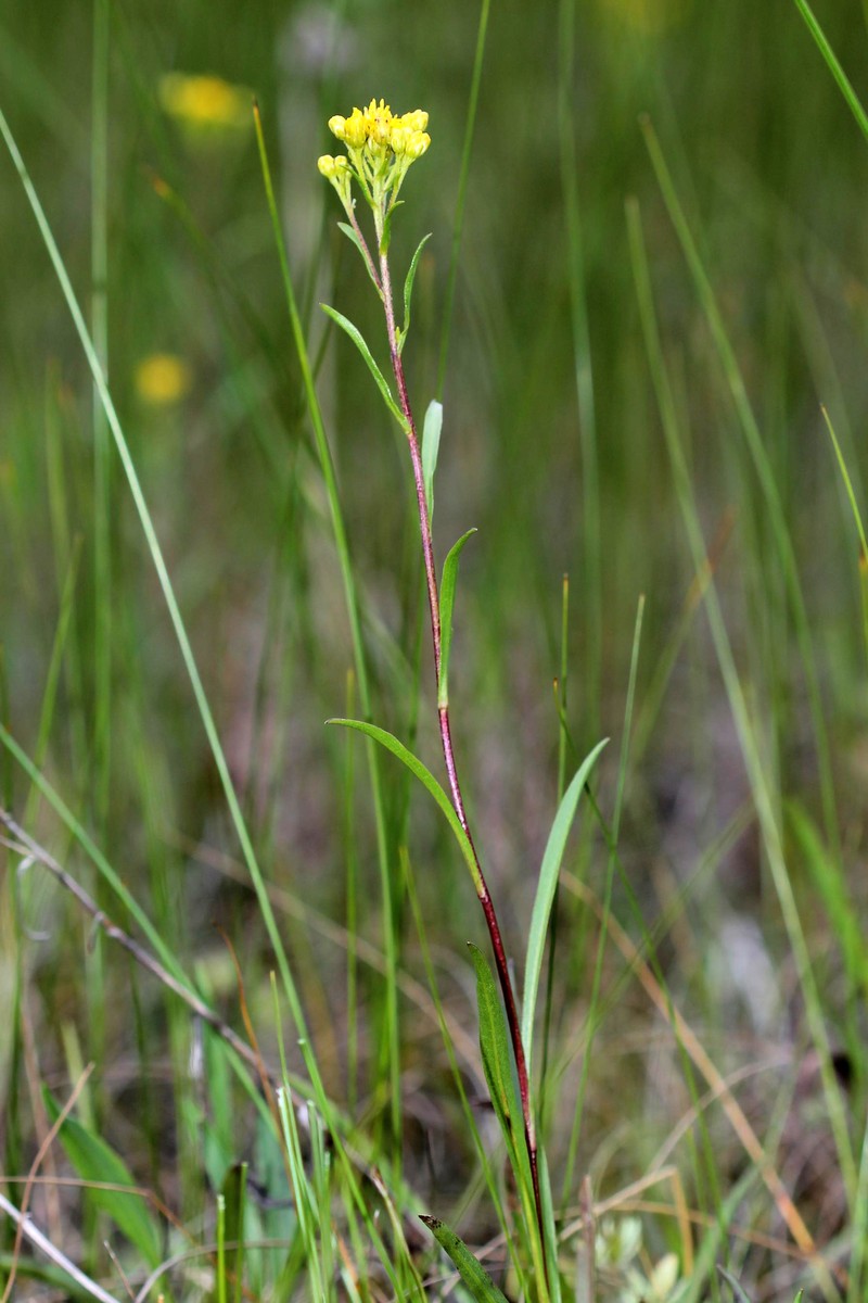 Houghton's Goldenrod photo 5
