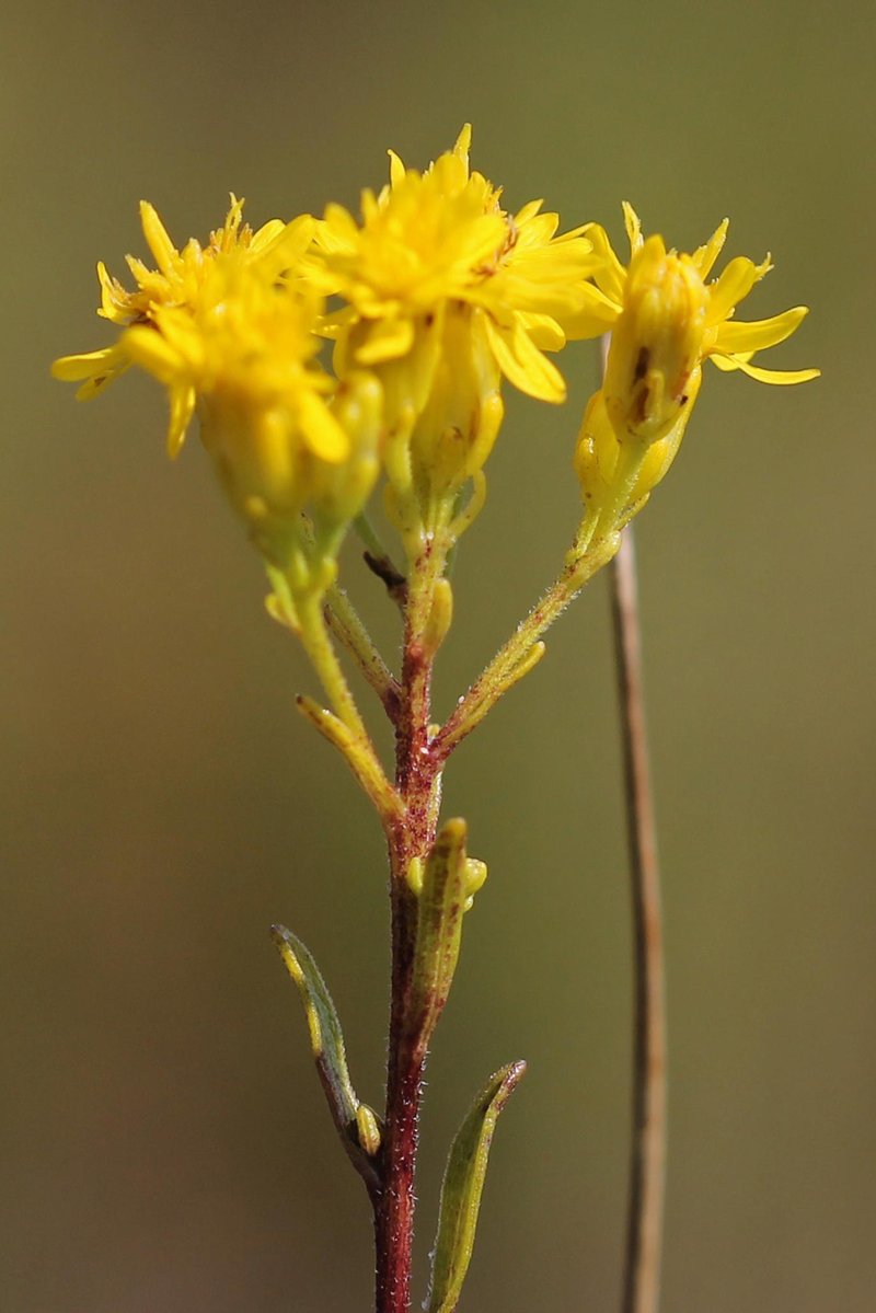 Houghton's Goldenrod photo 6