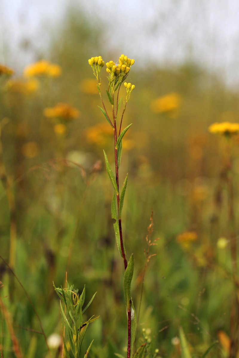 Houghton's Goldenrod photo 7