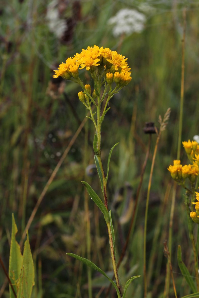 Houghton's Goldenrod photo 8