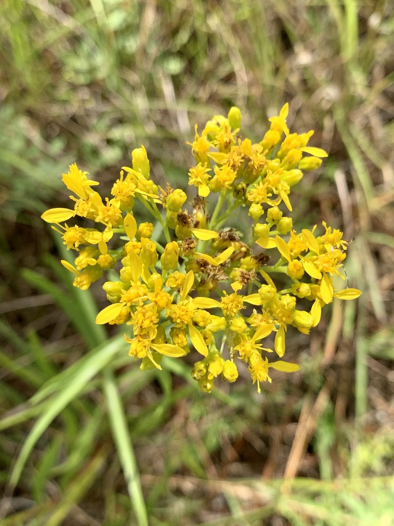 Shiny Goldenrod