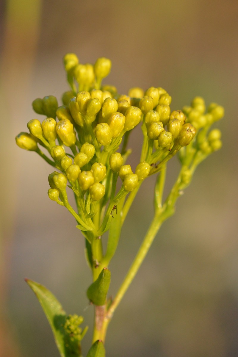 Ohio Goldenrod photo 2