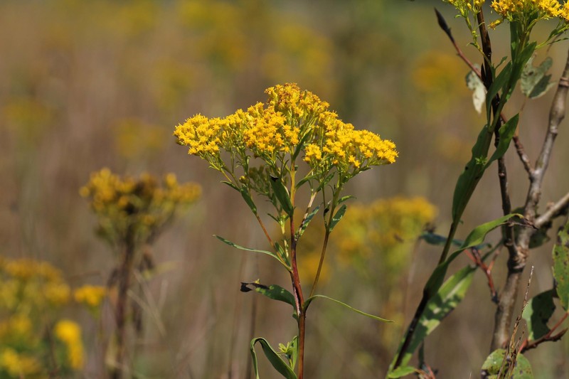 Ohio Goldenrod photo 3