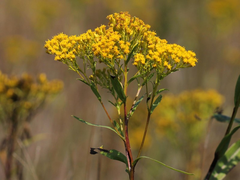Ohio Goldenrod photo 4