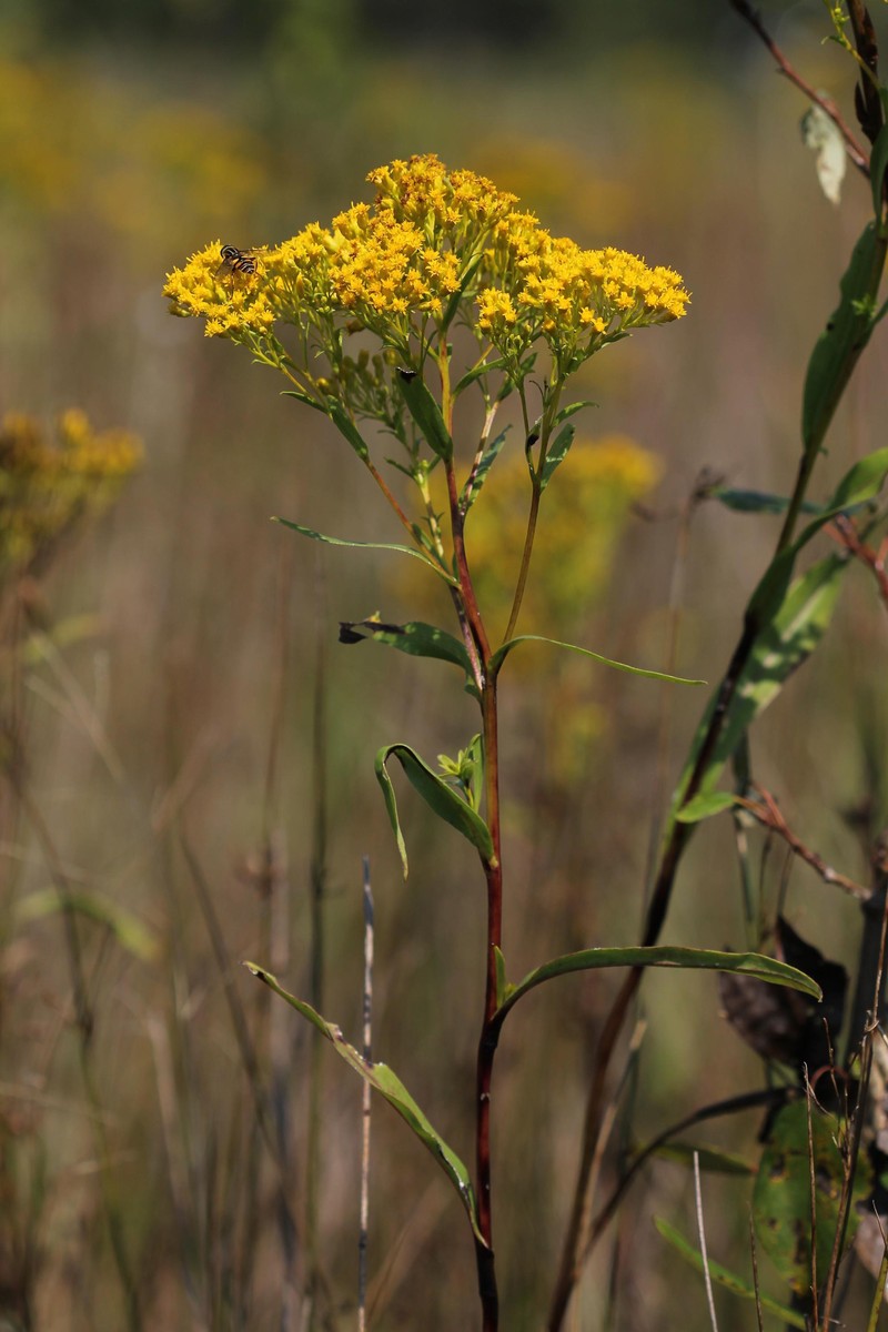 Ohio Goldenrod