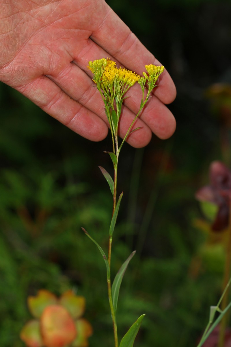 Ohio Goldenrod photo 5