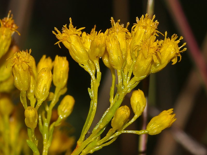 Ohio Goldenrod photo 7