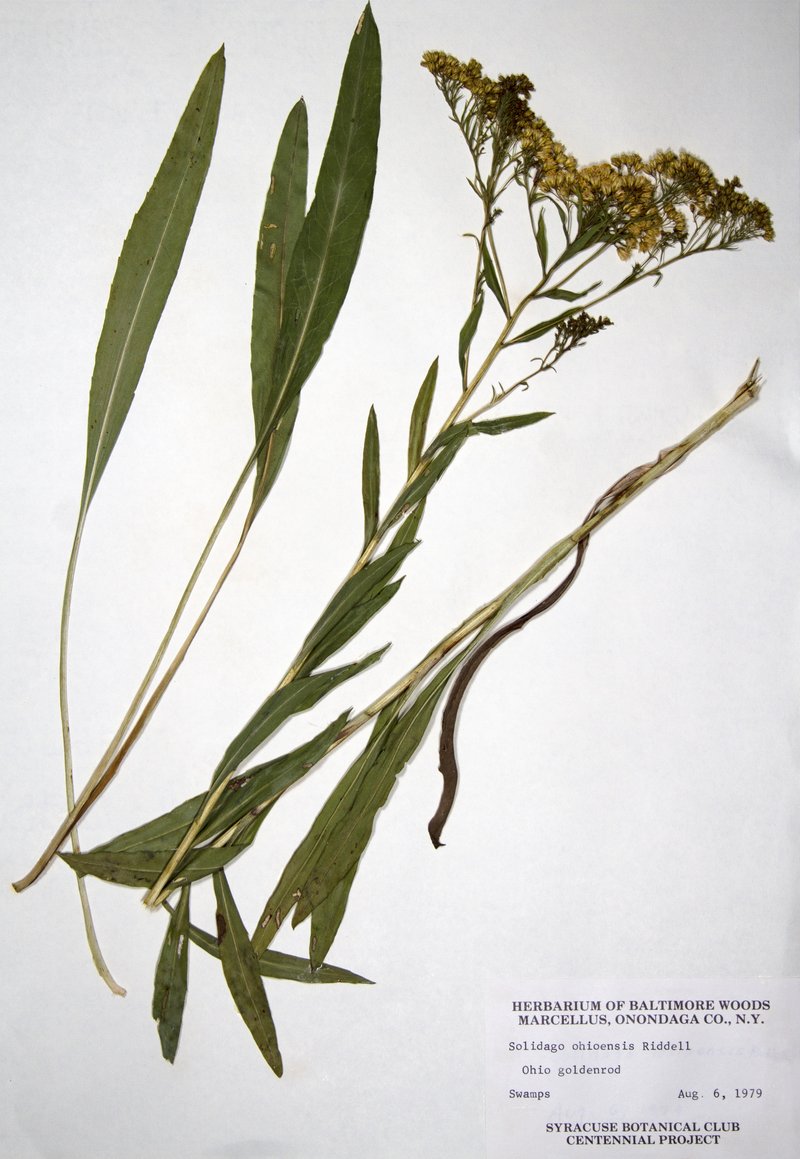 Ohio Goldenrod photo 8