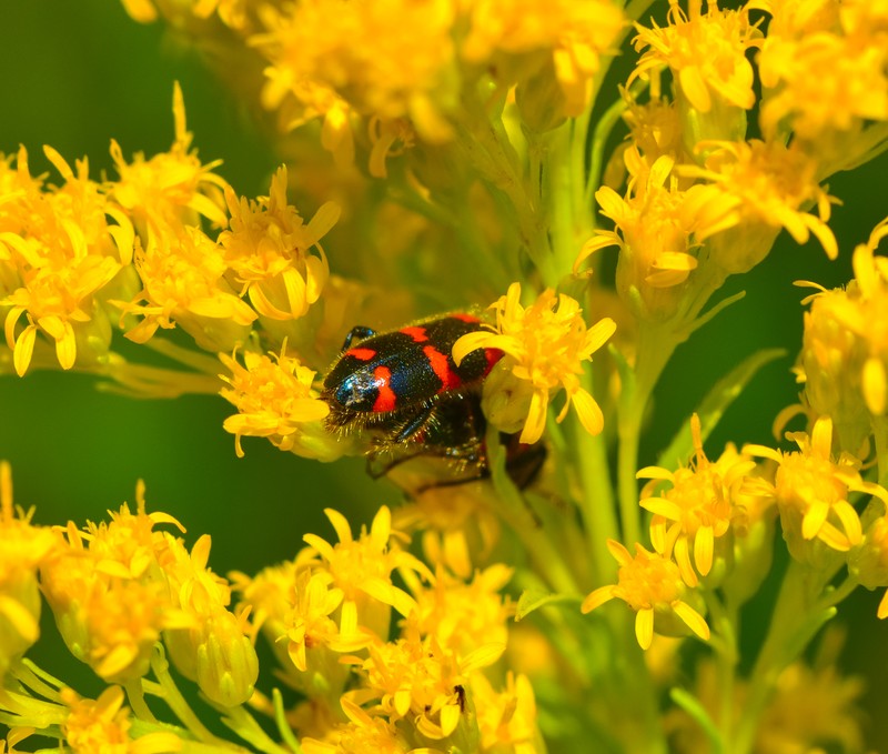 Riddell's Goldenrod photo 4