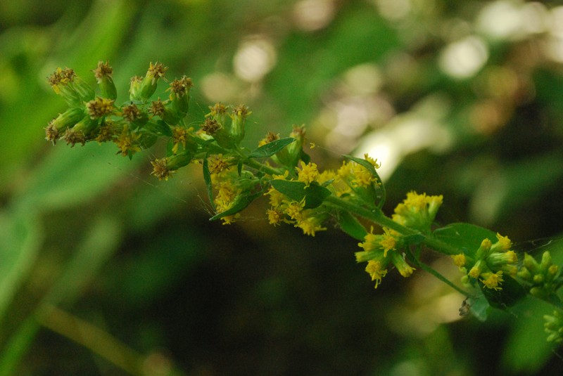 Riddell's Goldenrod photo 5