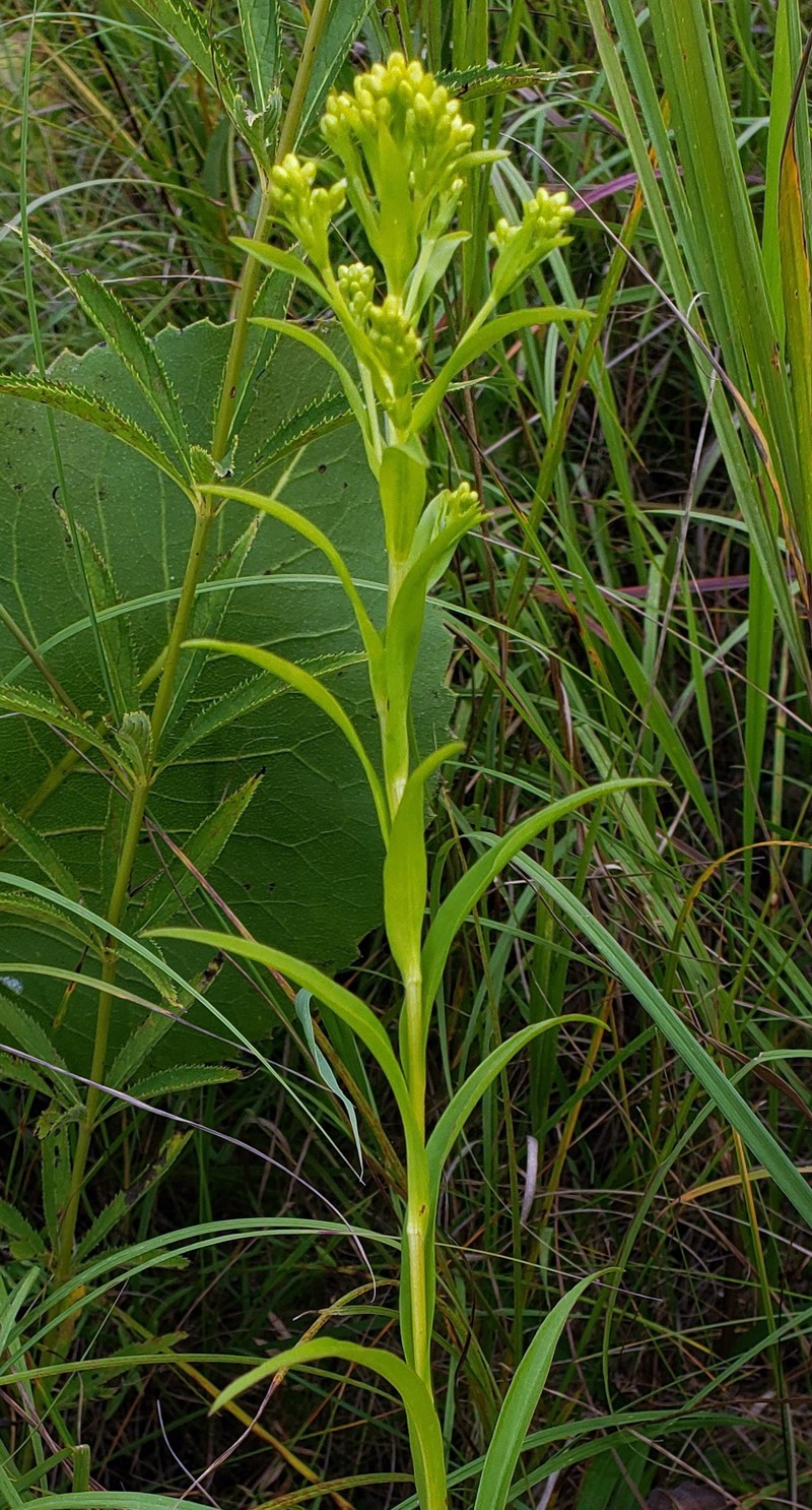Riddell's Goldenrod photo 6