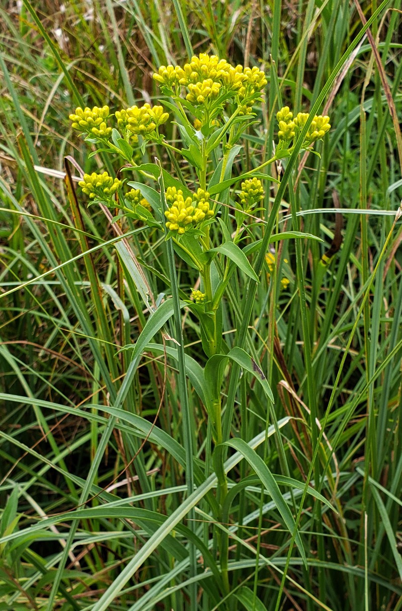 Riddell's Goldenrod photo 7