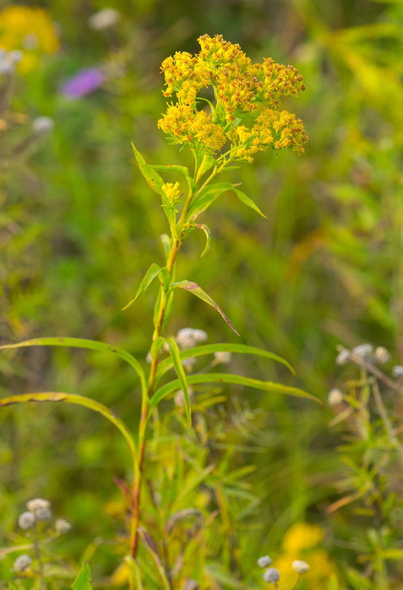 Riddell's Goldenrod photo 2
