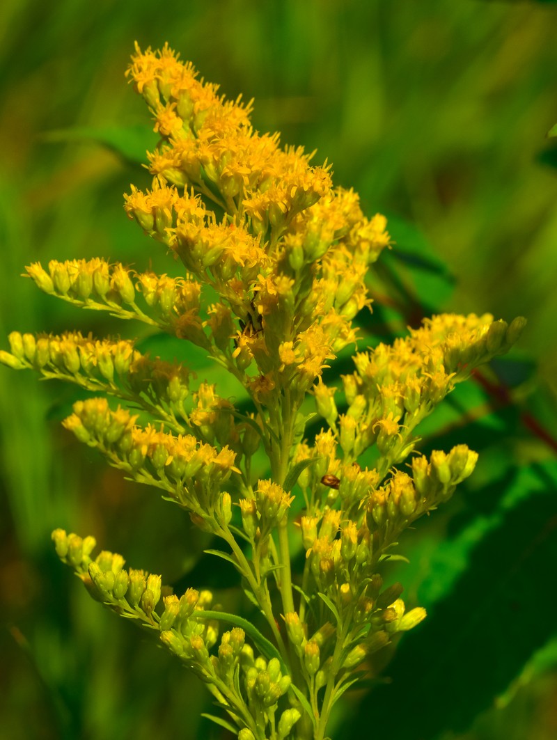 Riddell's Goldenrod photo 3